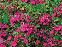 Dianthus – Jolt series.